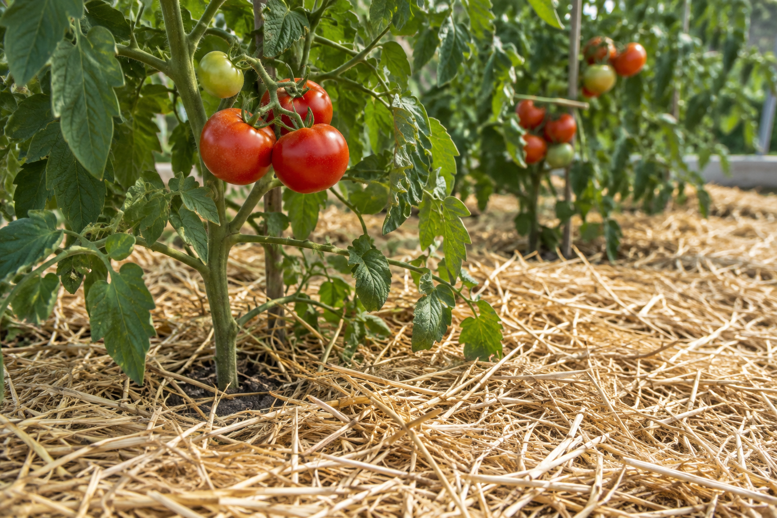 Põhumultš tomatite all