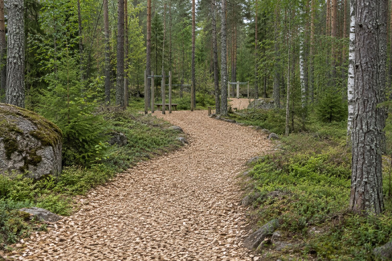 Hakkepuiduga kaetud metsarada
